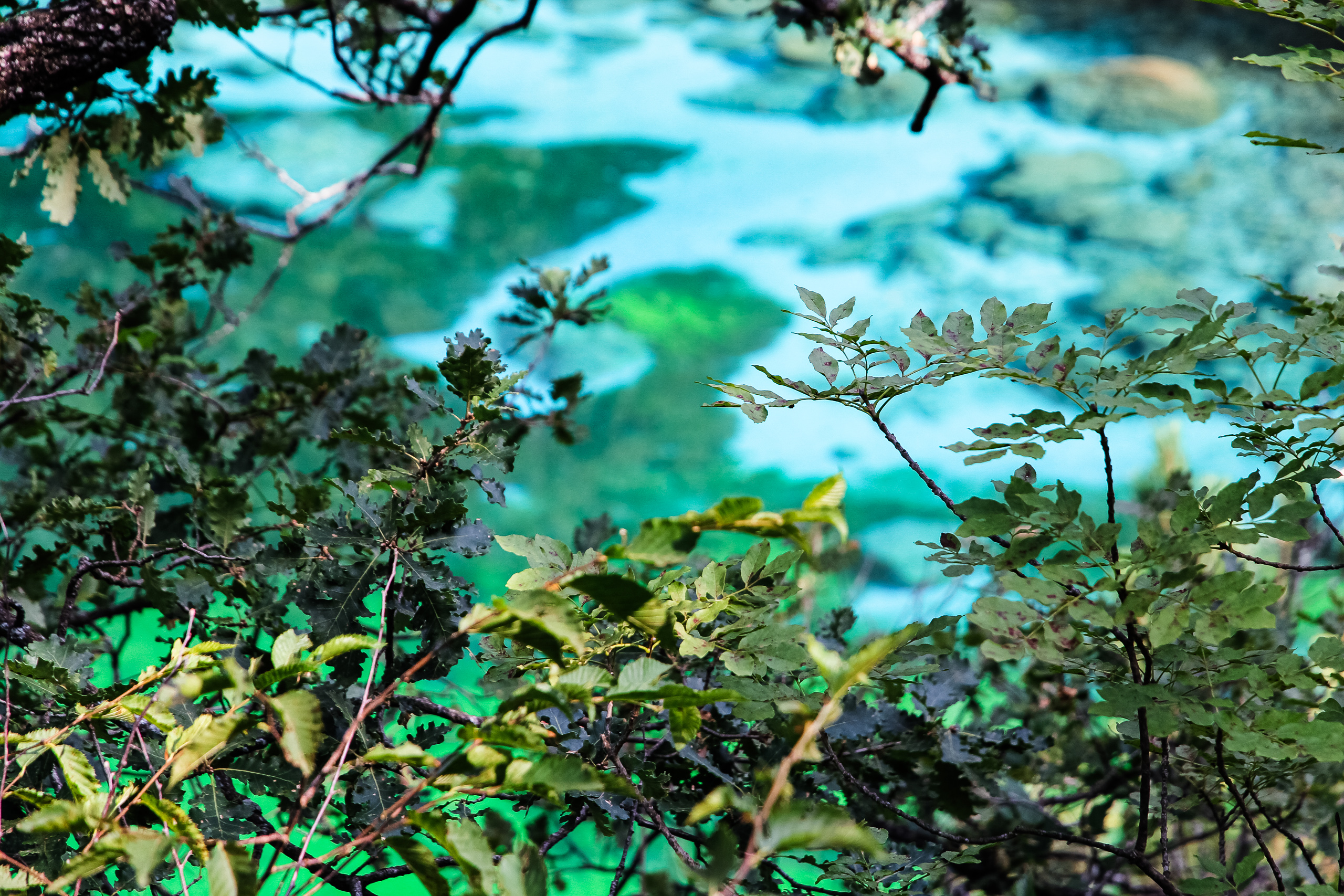 Kräftiges Türkis und Grün durch das Blattwerk – der kleine See im Naturpark